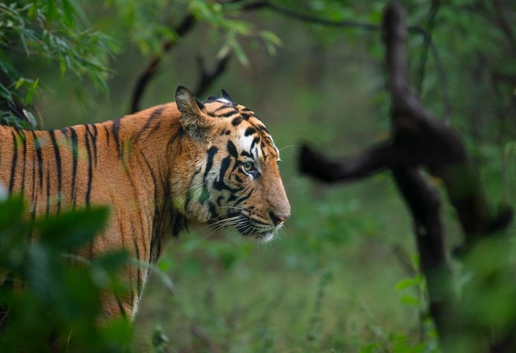 2 Nights - Bandhavgarh National park