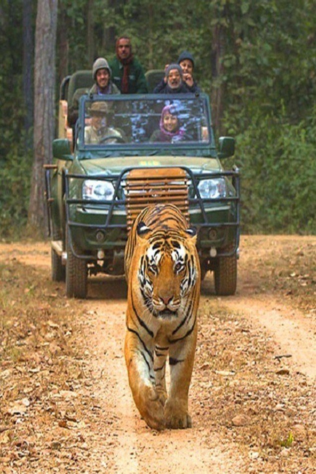 2 Nights - Kanha National park