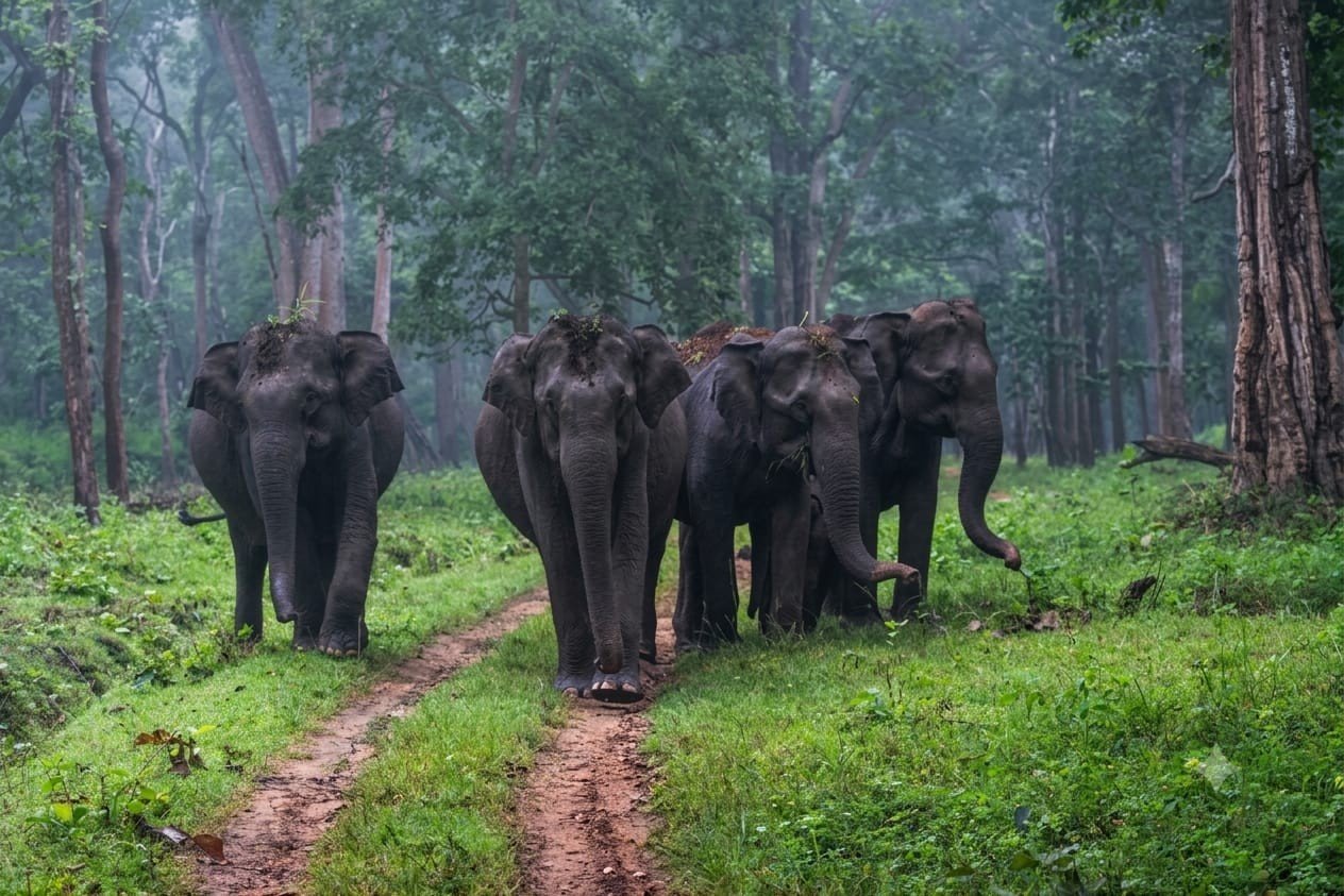Elephant Herds