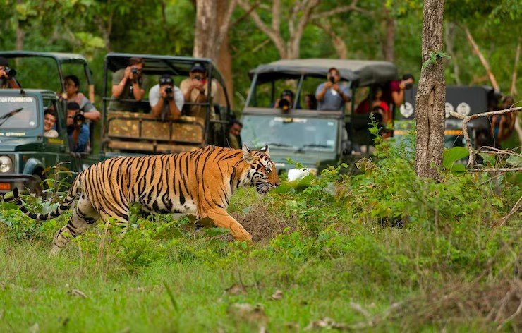 Wildlife Tours